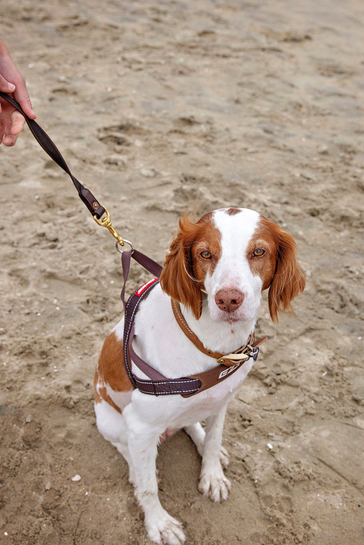 12 inch dog leash store