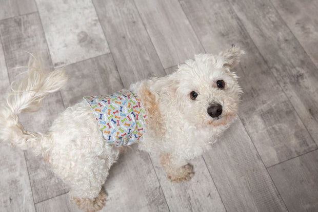 dog-wearing-wizguard-diaper